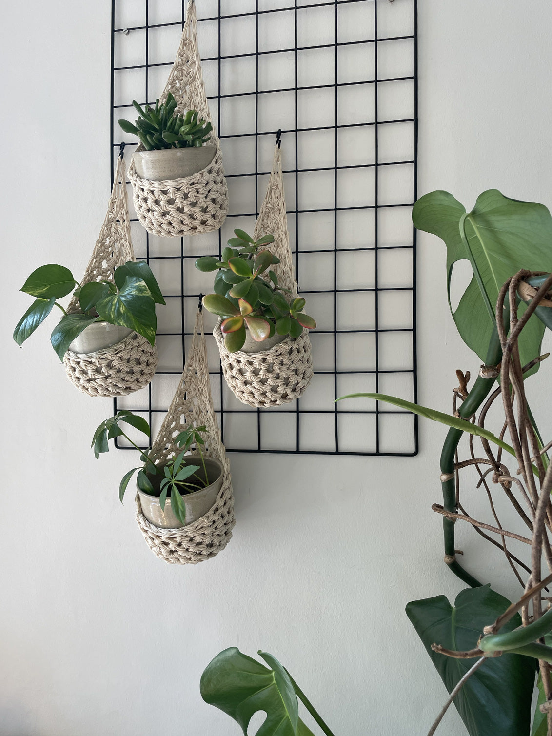 Image showing zoomed out view of a white wall with four cream wall mounted planters hanging together in a group, each one containing a pots and plant. Handmade cotton crochet plant baskets, used to display houseplants creatively in your home. 