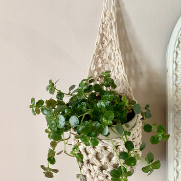 Image of single ivory cotton crochet hanging wall planter against a wall of a bedroom. The photo shows the planter with a pot and plant inside it, in order to demonstate tierdrop shape of design. Hanging by a small nail in the wall.