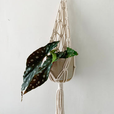 Ivory Macrame Wall Planter