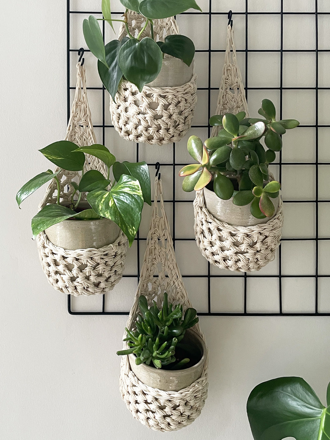 Image showing four cream wall mounted planters hanging together in a group, each one containing a pots and plant. Handmade cotton crochet plant baskets, used to display houseplants creatively in your home. 