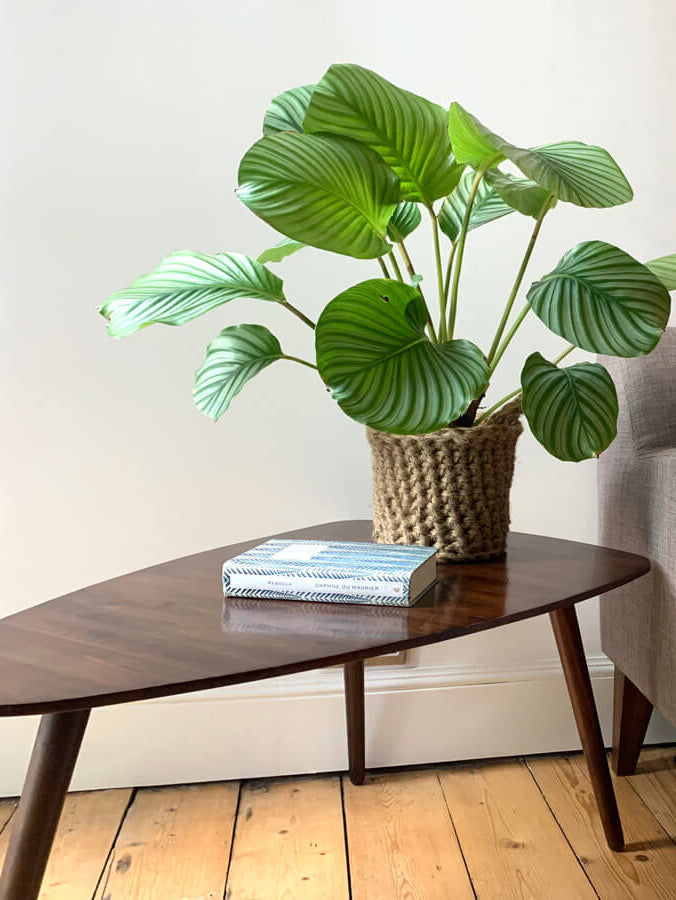 Photo showing crocheted jute plant basket, containing plant, placed on a small wooden table. Placed to the side of a living room sofa. The plant basket is made of natural jute, brown, and has two small handles.