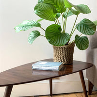 Photo showing crocheted jute plant basket, containing plant, placed on a small wooden table. Placed to the side of a living room sofa. The plant basket is made of natural jute, brown, and has two small handles.