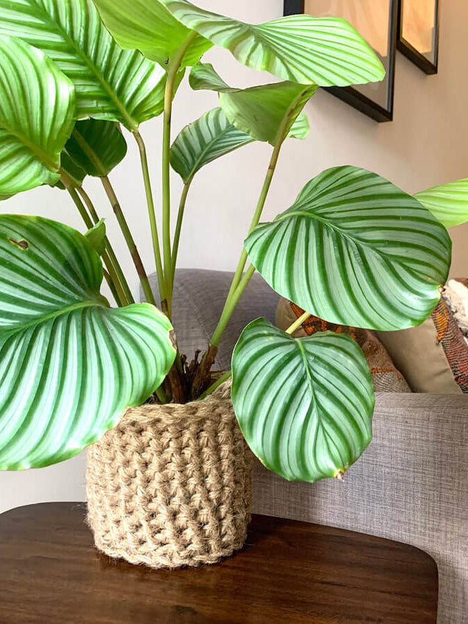 Photo showing crocheted jute plant basket, containing plant, placed on a small wooden table. Placed to the side of a living room sofa. The plant basket is made of natural jute, brown, and has two small handles.