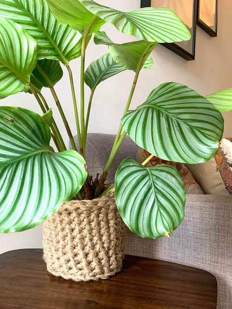 Photo showing crocheted jute plant basket, containing plant, placed on a small wooden table. Placed to the side of a living room sofa. The plant basket is made of natural jute, brown, and has two small handles.
