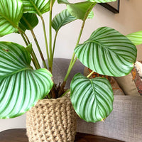 Photo showing crocheted jute plant basket, containing plant, placed on a small wooden table. Placed to the side of a living room sofa. The plant basket is made of natural jute, brown, and has two small handles.