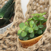 Image showing a close up photo of a grouping of 2 tierdrop shaped natural jute wall hanging planters. Each handmade planter is hung against the wall, holding a ceramic pot and plant. Photo is showing a creative sapce saving method of showing of your houseplants. 