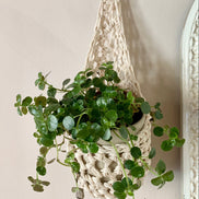 Image of single ivory cotton crochet hanging wall planter against a wall of a bedroom. The photo shows the planter with a pot and plant inside it, in order to demonstate tierdrop shape of design. Hanging by a small nail in the wall.