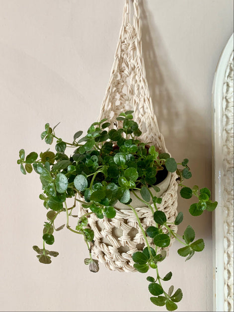 Image of single ivory cotton crochet hanging wall planter against a wall of a bedroom. The photo shows the planter with a pot and plant inside it, in order to demonstate tierdrop shape of design. Hanging by a small nail in the wall.