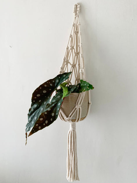 Ivory Macrame Wall Planter