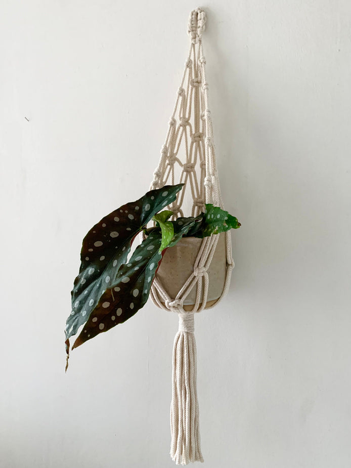 Ivory Macrame Wall Planter
