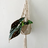 Ivory Macrame Wall Planter